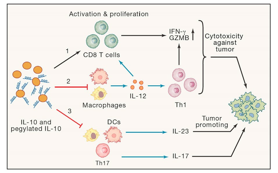 Immune promoting and suppressing mechanisms of IL-10 in cancer immunotherapy.